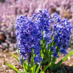 Hyacint (Hyacinthus orientalis) ´BLUE PEARL´ - 1 cibuľka v kvetináči, kont. C2L (modrý)